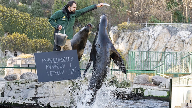 Bei den Mähnenrobben gab es nach der erfolgreichen Zählung eine fischige Belohnung. (Bild: DANIEL ZUPANC)