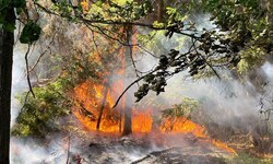 Zu Bränden wie diesen musste die Feuerwehr in Niederösterreich im Vorjahr 1053-mal ausrücken.