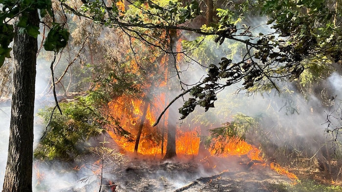 In den heimischen Wäldern herrscht höchste Brandgefahr