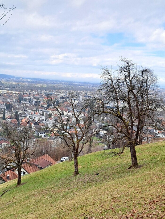 Alte Obstbäume am Hang des Zanzenbergs.