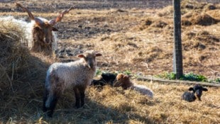 Die Zackelschafe in Podersdorf am See haben schon Lämmer. 