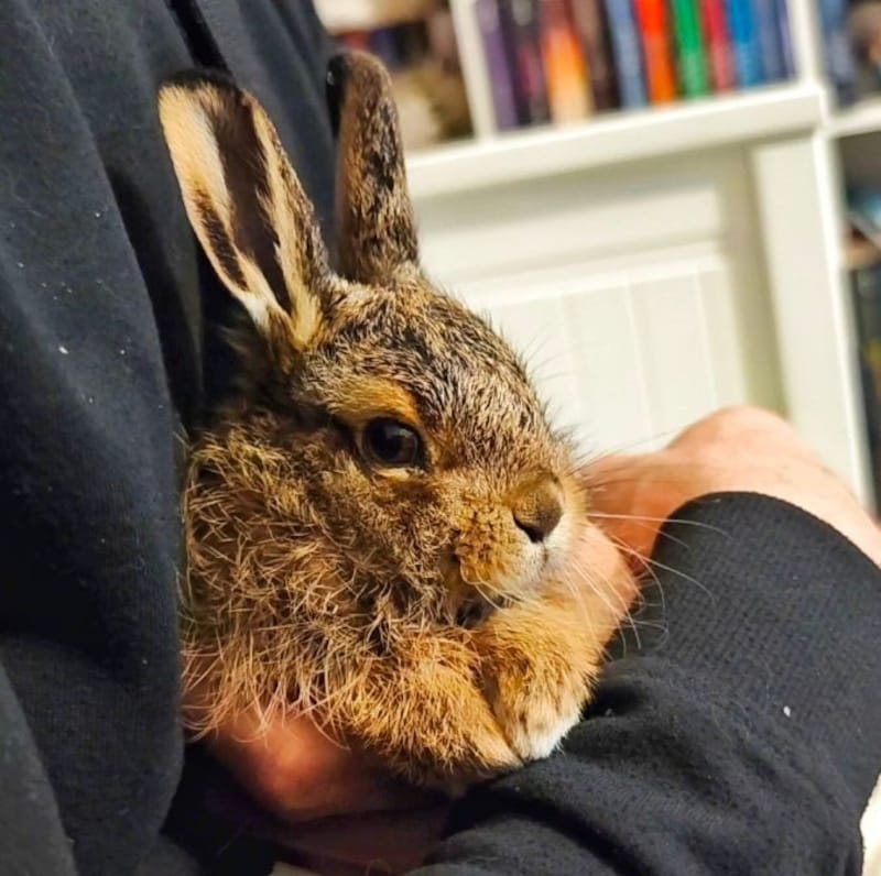 Der süße, kleine Feldhase gehört normalerweise nicht zum Kuscheln. Dieser wurde aber von einer Katze gebracht und wird jetzt in der Wildtierhilfe in Oggau versorgt.  (Bild: Wildtierhilfe Oggau)