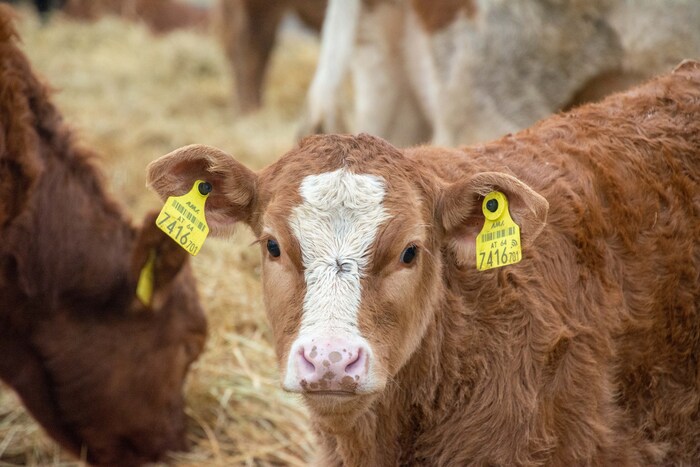 Die Kälber in den Rinderställen sind auch schon unterwegs. Ab 1. Mai darf dieses Kälbchen auf ...