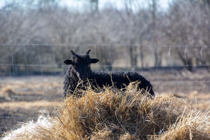 Das Futter oben ist bestimmt viel besser, scheint sich dieses Zackelschaf-Junge zu denken. Na ...