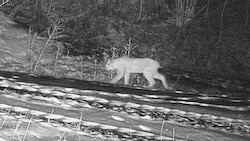 Das aktuelle Luchs-Foto aus der Wildkamera in Kötschach-Mauthen. (Bild: Wallner Hannes)