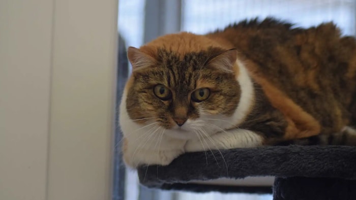 Sunrise ist eine dreifarbige Katze, die selbst noch nach ein bisschen Glück sucht.