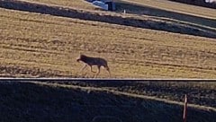 Der Wolf aus St. Oswald bei Freistadt tappte in die Wildkamera – er hat offensichtlich Beute gemacht (Bild: zVg)