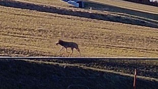 Der Wolf aus St. Oswald bei Freistadt tappte in die Wildkamera – er hat offensichtlich Beute gemacht (Bild: zVg)