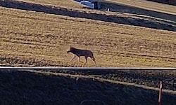 Der Wolf aus St. Oswald bei Freistadt tappte in die Wildkamera – er hat offensichtlich Beute ...