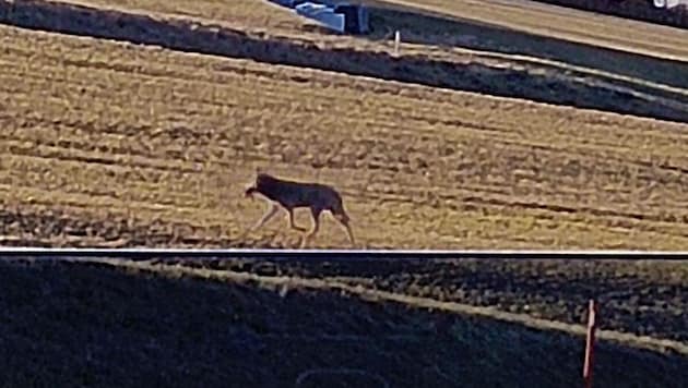 The wolf from St. Oswald near Freistadt stumbled into the wildlife camera - it has obviously made prey (Bild: zVg)