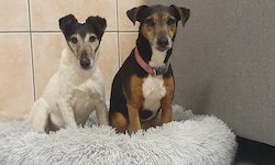Mutter-Tochter-Duo „Stella“ und „Shiva“ sind unzertrennlich und können nur gemeinsam vermittelt ...