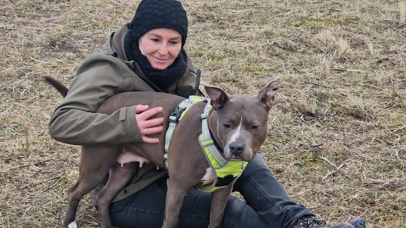 Staffordshire Terrier-Hündin „Stella“ hat nie gelernt, alleine zu sein. (Bild: zVg)