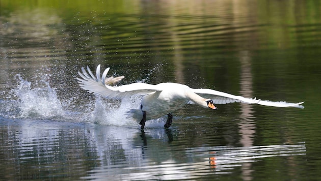 Animal lovers enjoy the sight of swans. However, large populations often cause trouble for farmers and fishermen. (Bild: Pressefoto Scharinger/Daniel Scharinger)