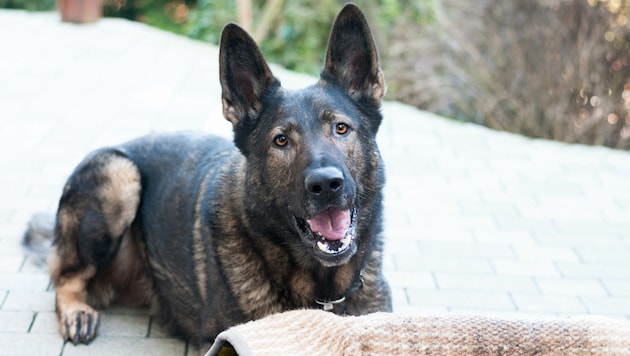 Schäferhunde gehören zu den beliebtesten Hunderassen in Österreich, im Mühlviertel biss nun ...