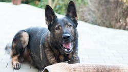 Schäferhunde gehören zu den beliebtesten Hunderassen in Österreich, im Mühlviertel biss nun ...