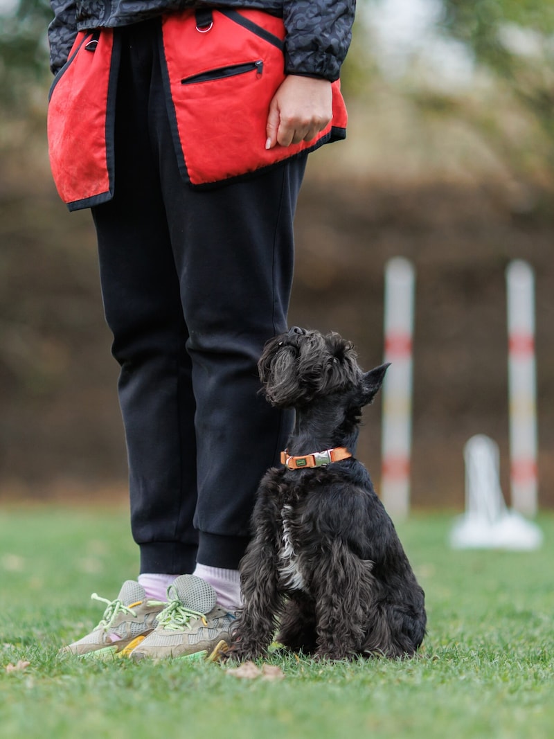 Es ist keine Rede davon, dass Hundesport allgemein verboten werden soll! Ganz im Gegenteil – Hundehalter müssen viel Zeit in Erziehung, Sozialkompetenz und Alltagstauglichkeit investieren.  (Bild: Даша Швецова - stock.adobe.com)