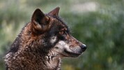 Wölfe leben jetzt wieder in Oberösterreich und machen vielen Landsleuten Angst