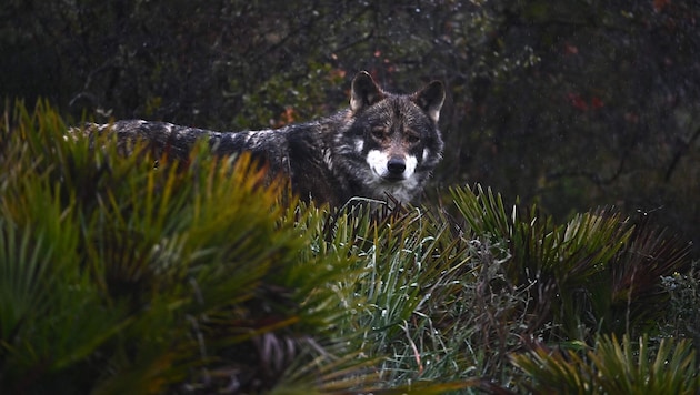 The wolf remains a contentious issue in the EU. (Bild: JORGE GUERRERO/AFP)