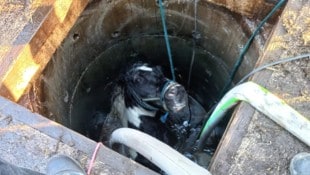 Das Pferd drohte in dem engen Schacht zu ertrinken. (Bild: FF Feldkirchen/Matt.)