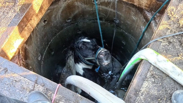 Das Pferd drohte in dem engen Schacht zu ertrinken. (Bild: FF Feldkirchen/Matt.)