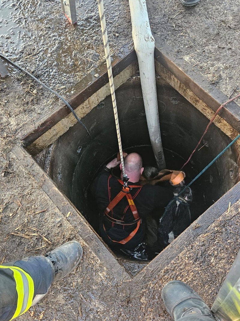 Dann wurde ein Feuerwehrmann und Pferdekenner zum Tier abgelassen. (Bild: FF Feldkirchen/Matt.)