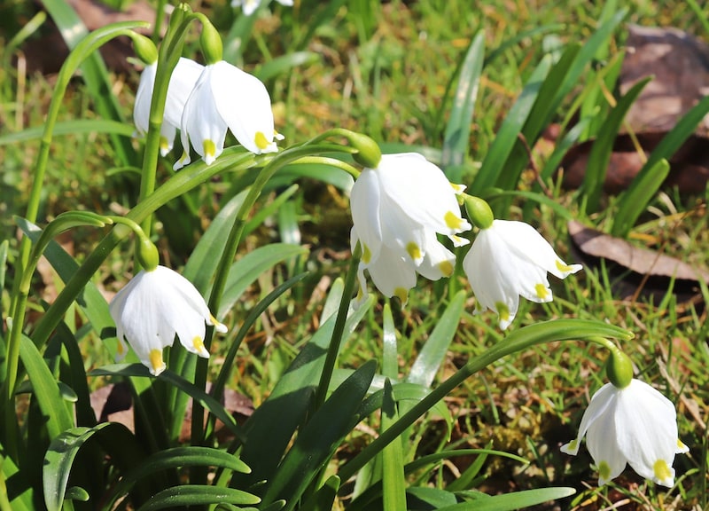 Schneeglöckerl sprießen schon – der Frühling hält Einzug im Land. (Bild: Hörmandinger Marion)