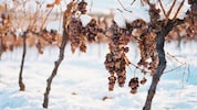 Einen so schneereichen und kalten Winter gab es in dieser Saison nicht.