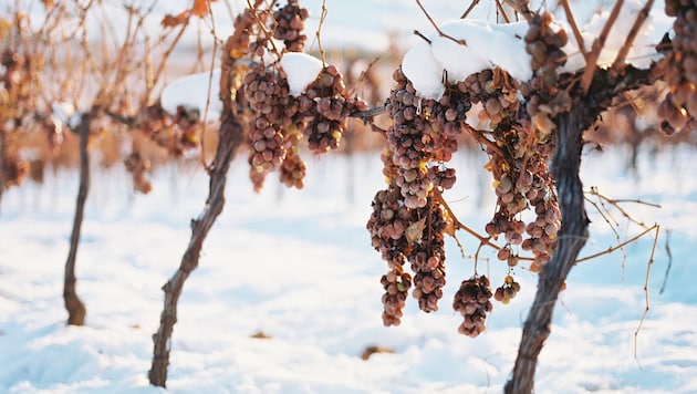 There has never been such a snowy and cold winter this season. (Bild: Weingut Kracher)