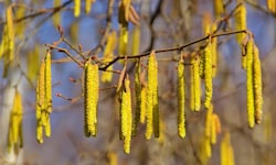 Die Hasel-Pollen stehen bereits quasi in den Startlöchern.