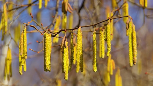 Die Pollen-Saison hat früh begonnen (Bild: LianeM - stock.adobe.com)