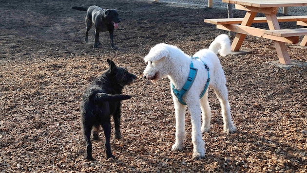 Sniffing and then romping around together - this is now possible in the new dog zone in Klosterneuburg. (Bild: Stadt Klosterneuburg / Lutz)