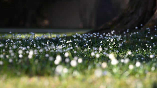 The weather will remain spring-like in the coming week - with the possibility of some rain in some regions. (Bild: BARBARA GINDL)