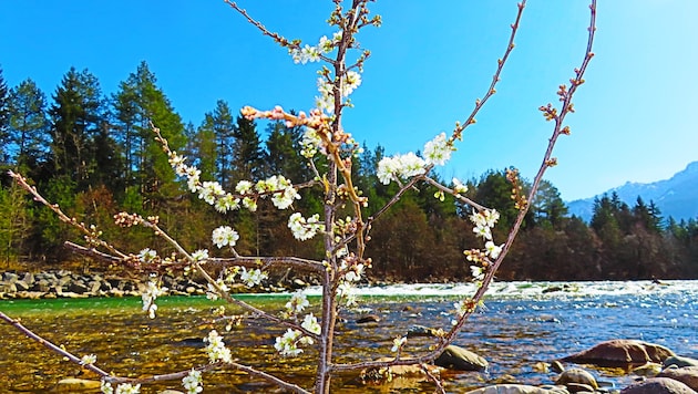 Gerog Wastl fand diese Blüten an der Gail in Villach. (Bild: Georg Wastl)