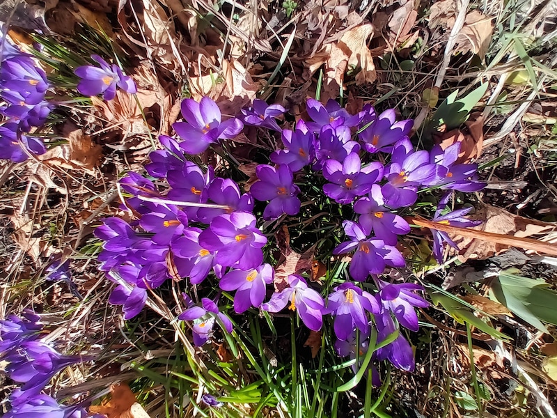 Bei Nadja Telsing ist „Frühling im Garten“! (Bild: Nadja Telsnig)