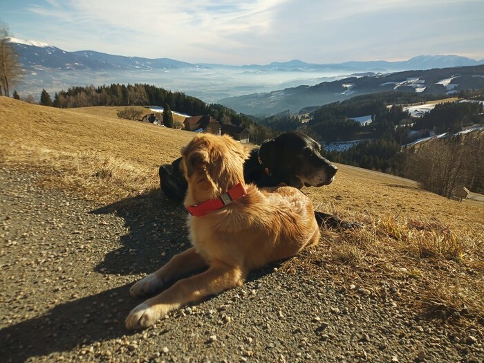 Seine zwei Hunde Ben und Pepe kamen bei dem Brand ums Leben