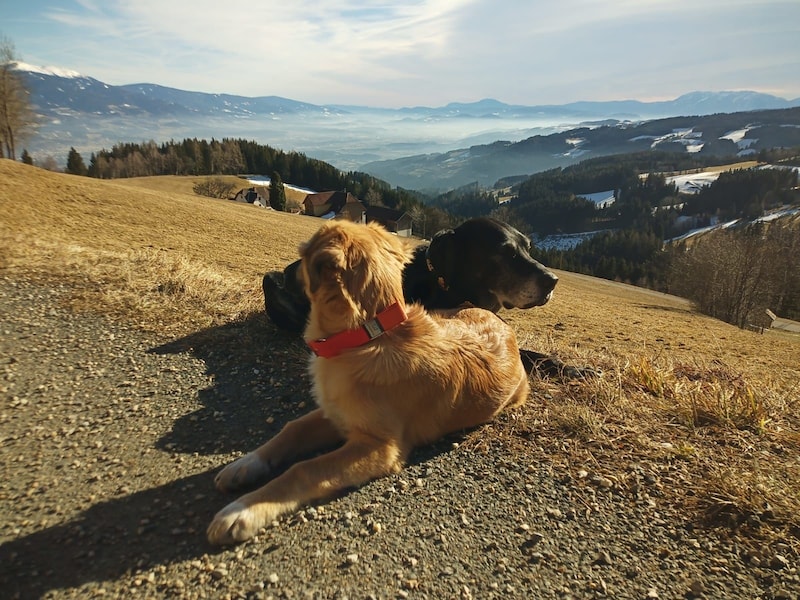 His two dogs, Ben and Pepe, died in the fire (Bild: zvg)