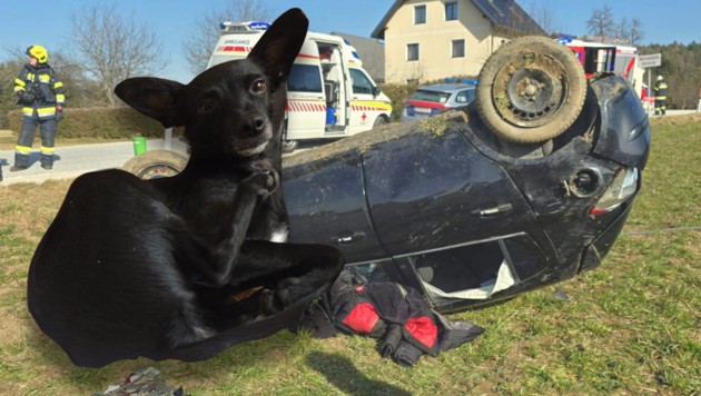 Dieser Hund wird gesucht. Er ist nach einem Unfall geflüchtet (Bild: FF Radsberg)