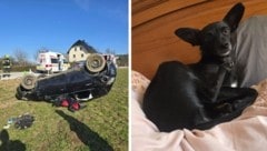 Dieser Hund wird gesucht. Er ist nach einem Unfall geflüchtet (Bild: FF Radsberg)