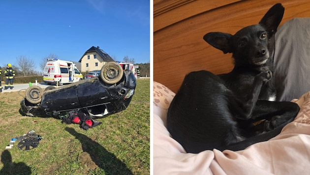 Dieser Hund wird gesucht. Er ist nach einem Unfall geflüchtet (Bild: FF Radsberg)