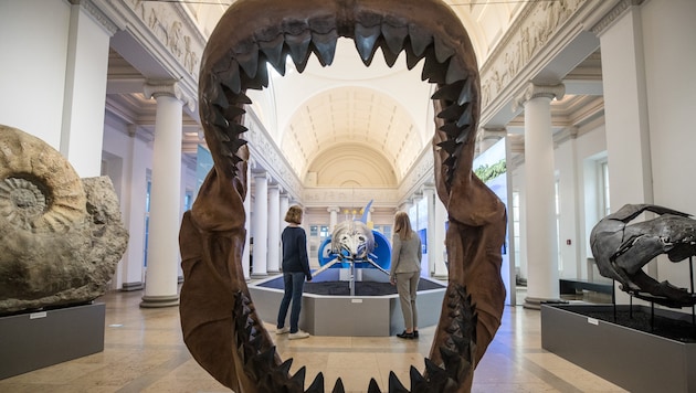 Das Gebiss eines Megalodons bei einer Ausstellung in Deutschland (Bild: dpa/Christoph Schmidt)