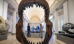 Das Gebiss eines Megalodons bei einer Ausstellung in Deutschland