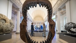 Das Gebiss eines Megalodons bei einer Ausstellung in Deutschland