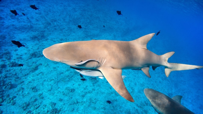 A lemon shark