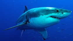 Sie sind Majestäten der Weltmeere und doch landen sie immer wieder auf Speisekarten in Ländern, ...