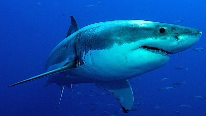 The great white shark (pictured) probably bears less resemblance to the Magalodon than assumed.