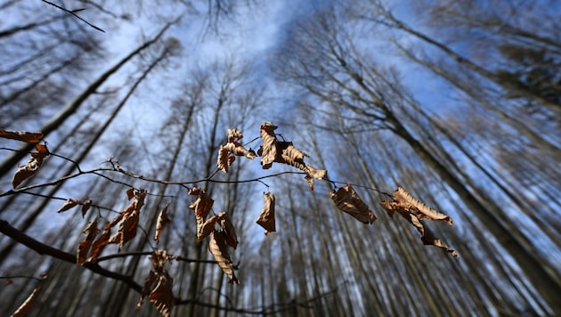 The severe drought at present is increasing the risk of fire in the local forests. (Bild: APA/HELMUT FOHRINGER)