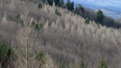 Österreichs Wälder sind in diesem Winter anhaltend trocken. (Bild: APA/Helmut Fohringer)