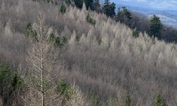 Österreichs Wälder sind in diesem Winter anhaltend trocken.