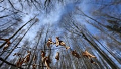 Wetterexperten warnen derzeit vor hoher Waldbrandgefahr. In Kärnten zeigt sich bereits das ...