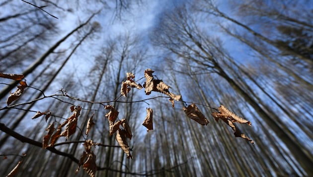 Wetterexperten warnen derzeit vor hoher Waldbrandgefahr. In Kärnten zeigt sich bereits das ...